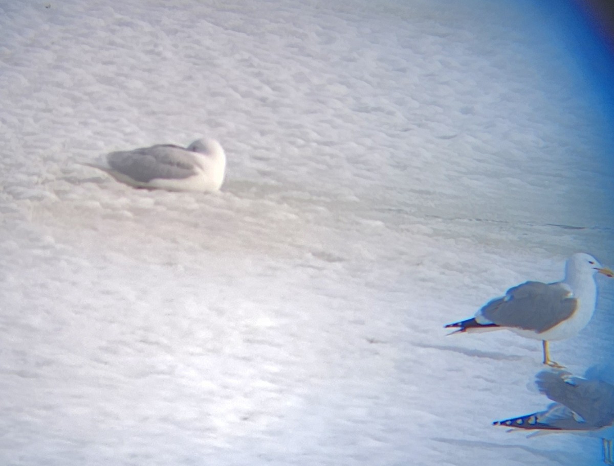 Glaucous Gull - ML555316061