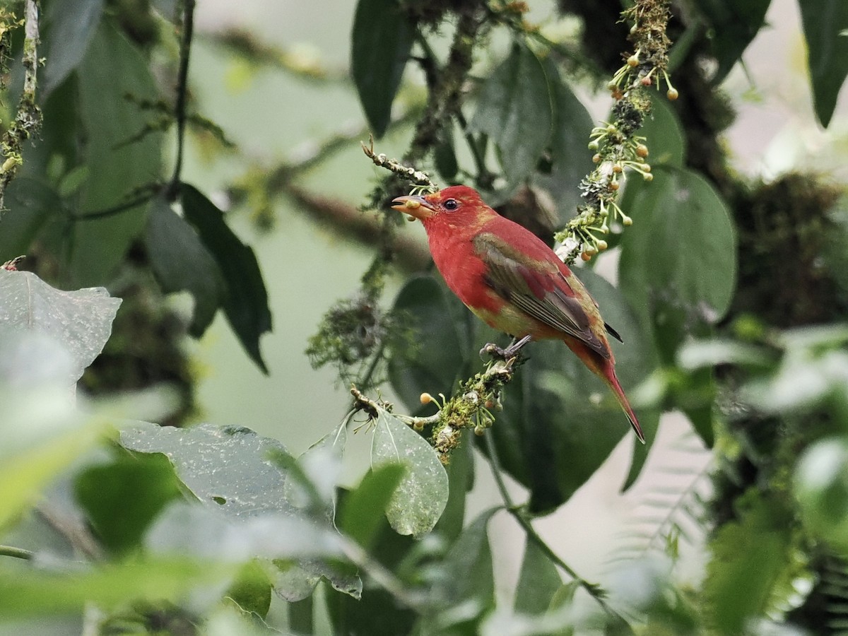 Summer Tanager - ML555316231