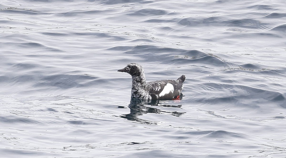 Black Guillemot - ML555317261