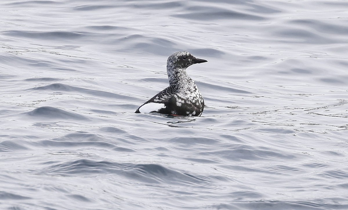 Black Guillemot - ML555317291