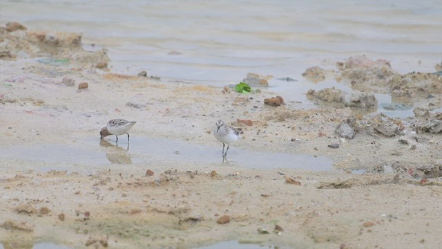 Zwergstrandläufer - ML555319181