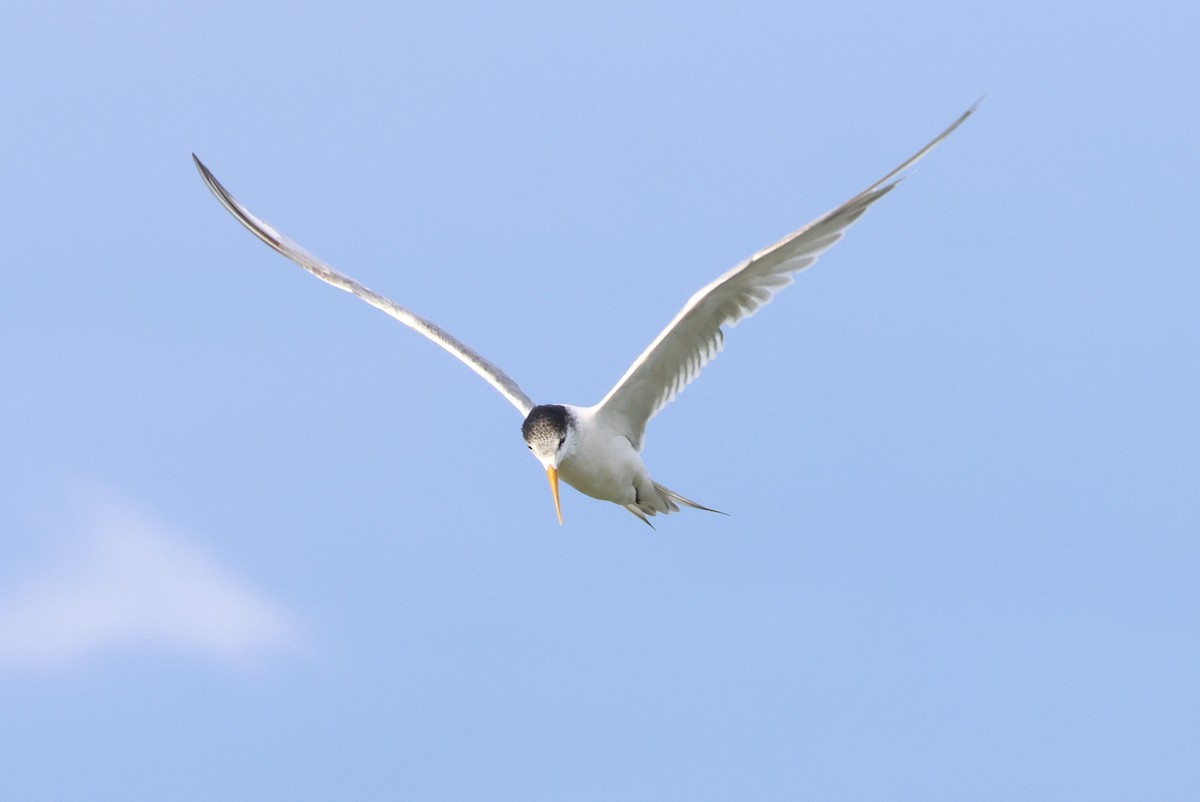 Great Crested Tern - ML555319201