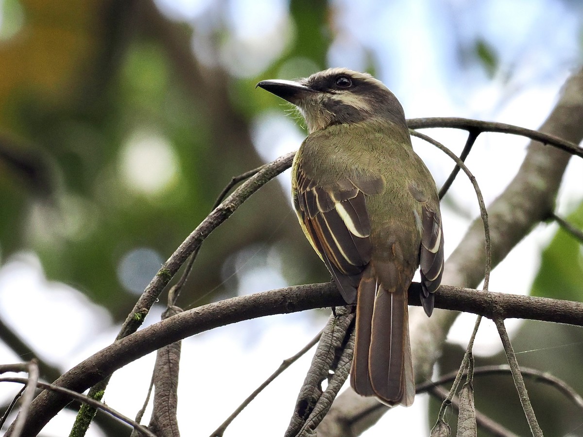 Golden-bellied Flycatcher - ML555319631