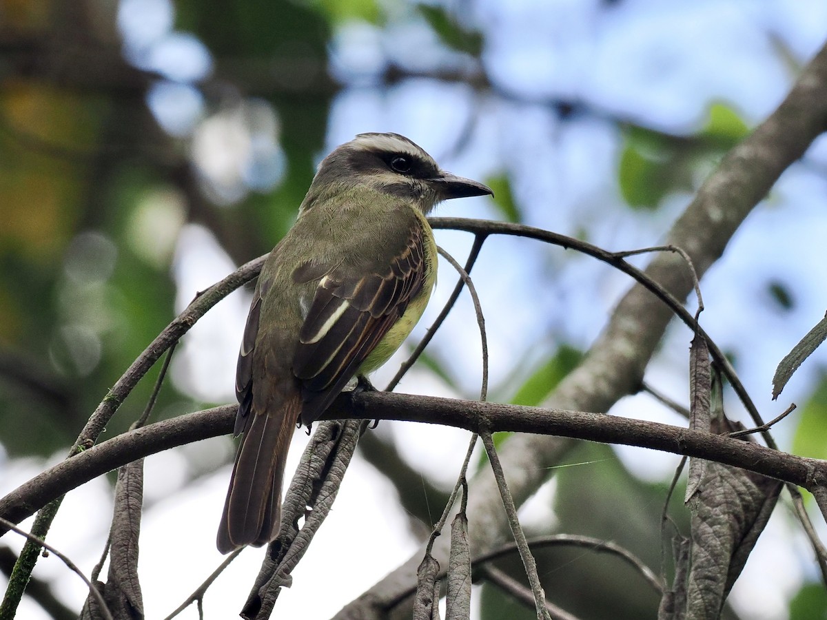 Golden-bellied Flycatcher - ML555319641