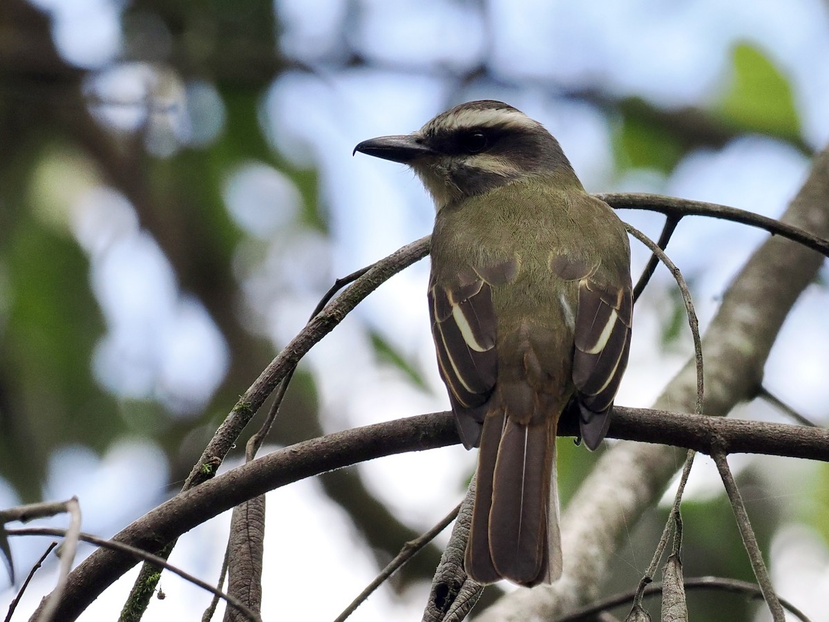 Golden-bellied Flycatcher - ML555319651