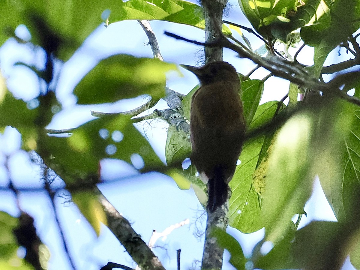 Smoky-brown Woodpecker - ML555319901