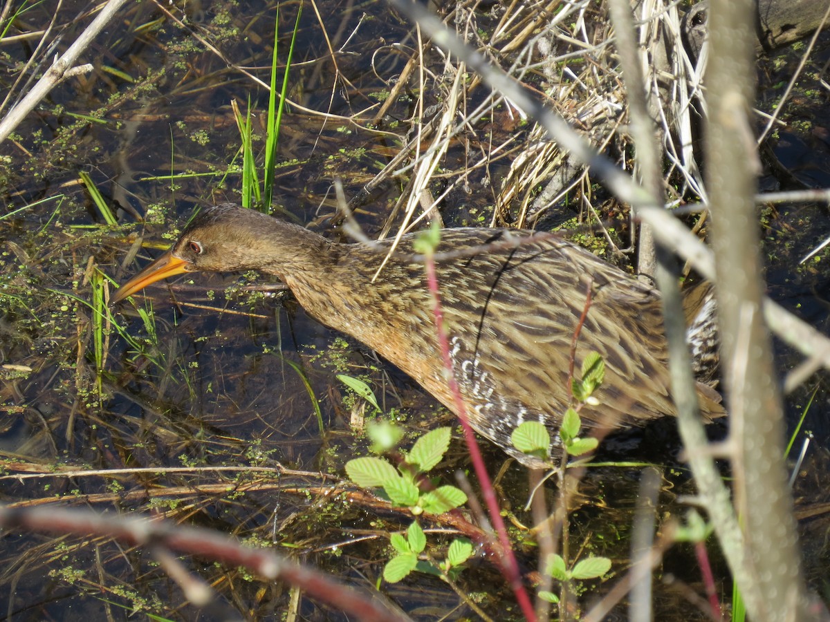 King Rail - Peter Schoenberger