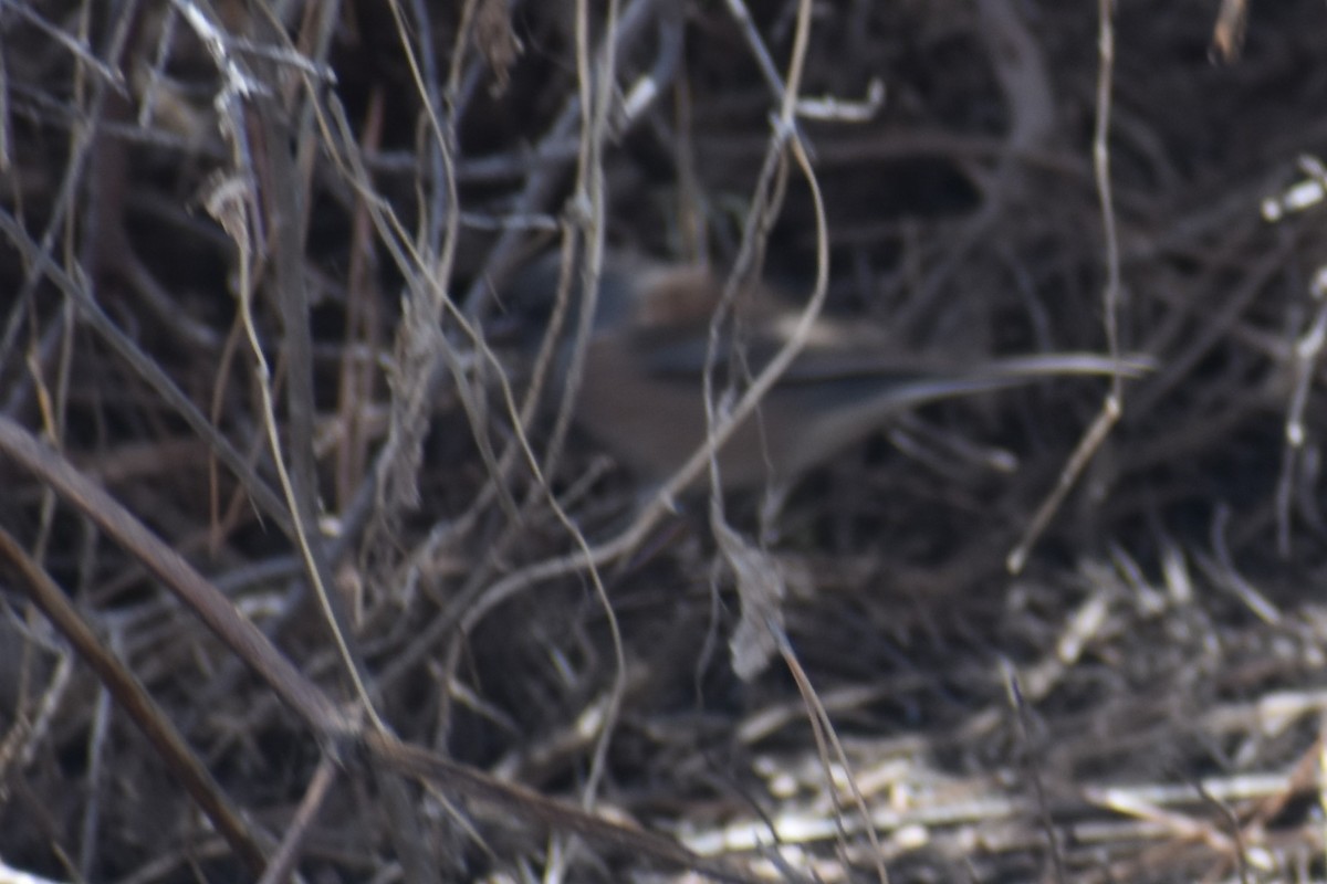 Junco Ojioscuro - ML555320311