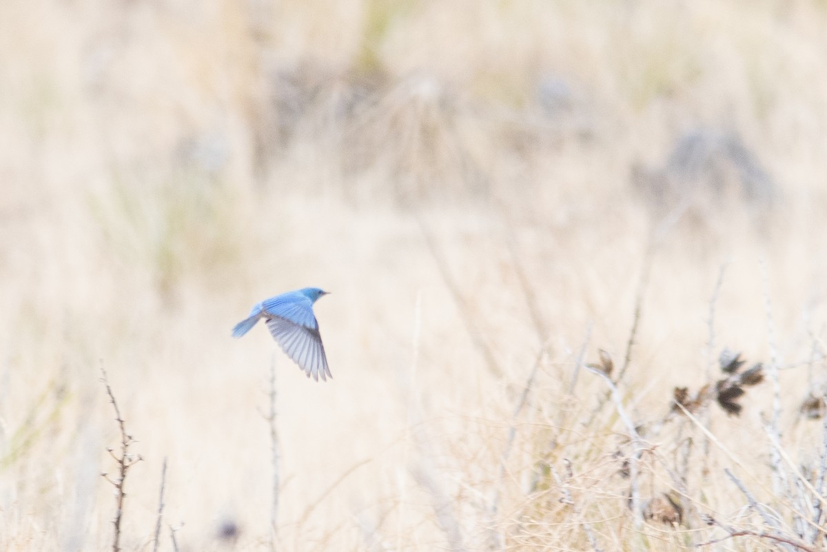 Mountain Bluebird - ML555320541