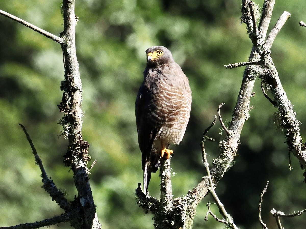 Roadside Hawk - ML555320861