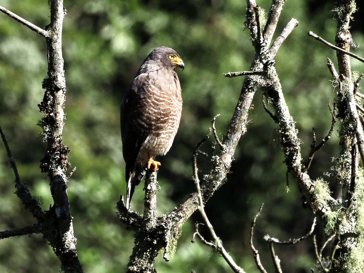 Roadside Hawk - ML555320871