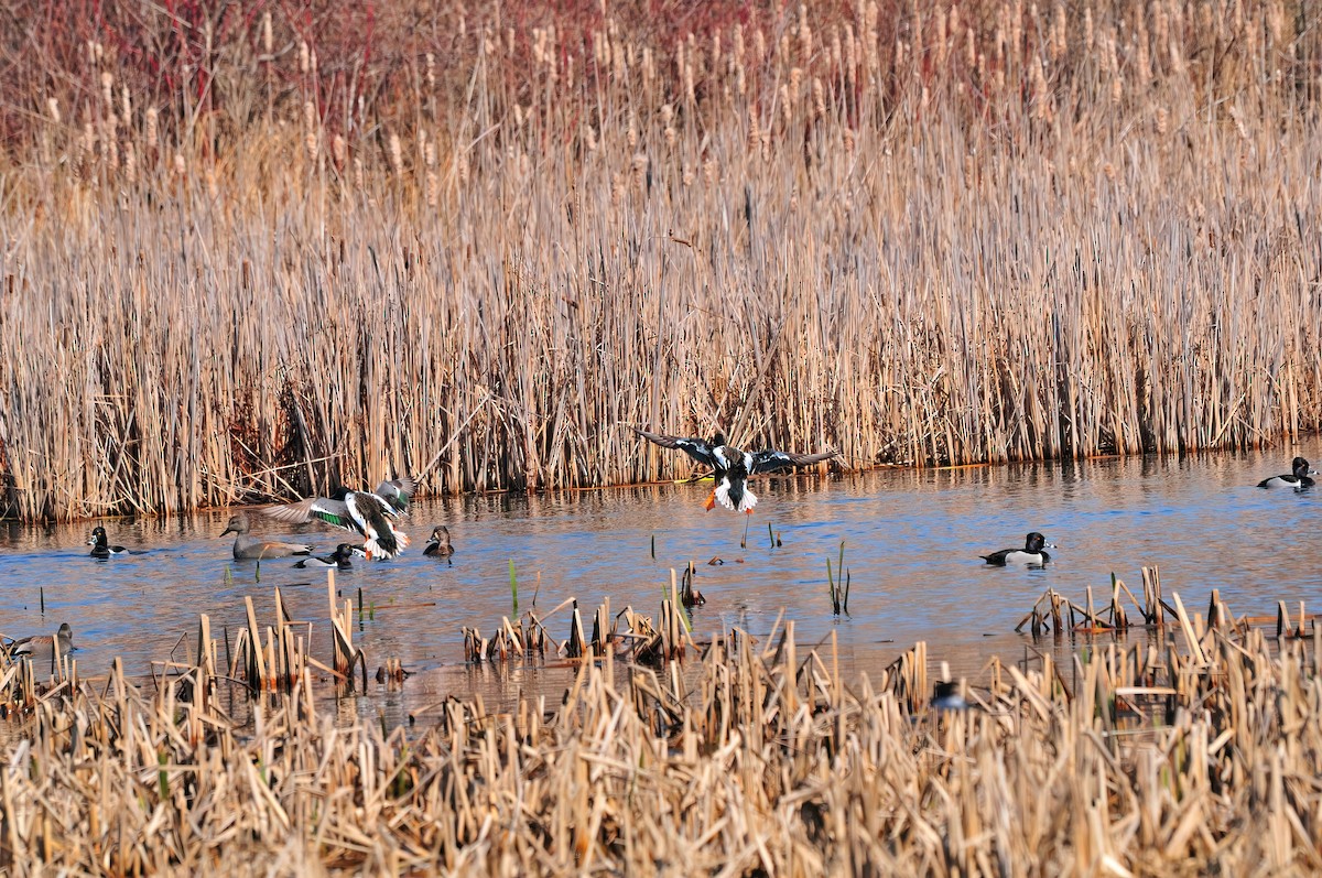 Ring-necked Duck - ML555321161