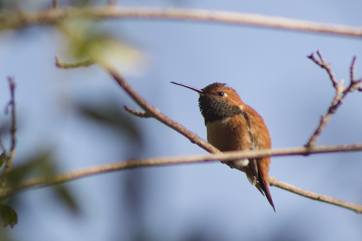 Rufous Hummingbird - ML555321451