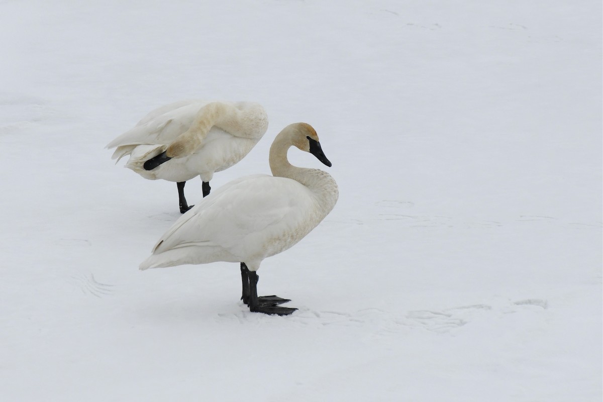 Trumpeter Swan - ML555321721