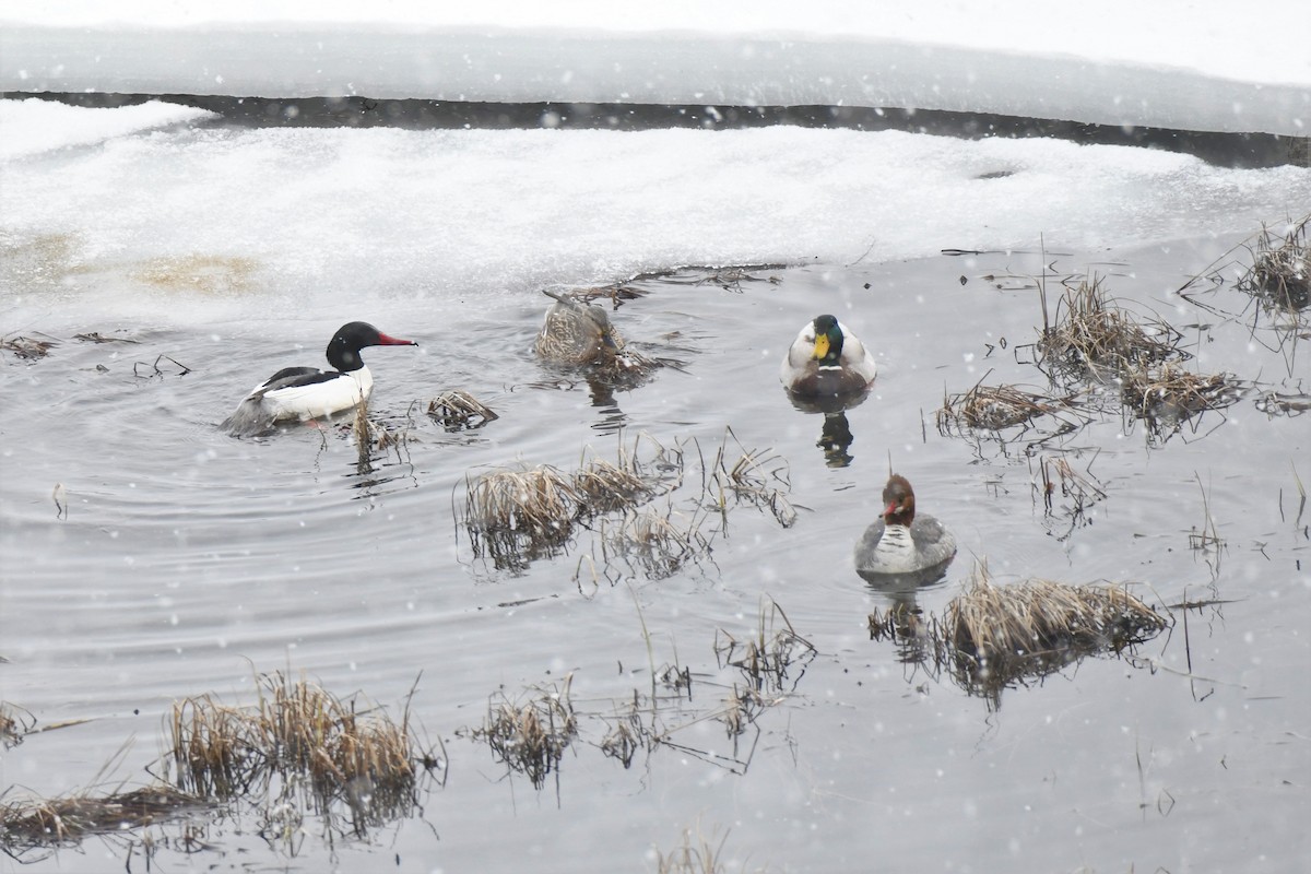 Common Merganser - ML555321791