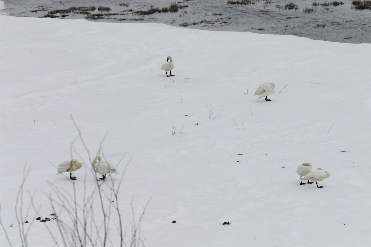 Cygne trompette - ML555321841