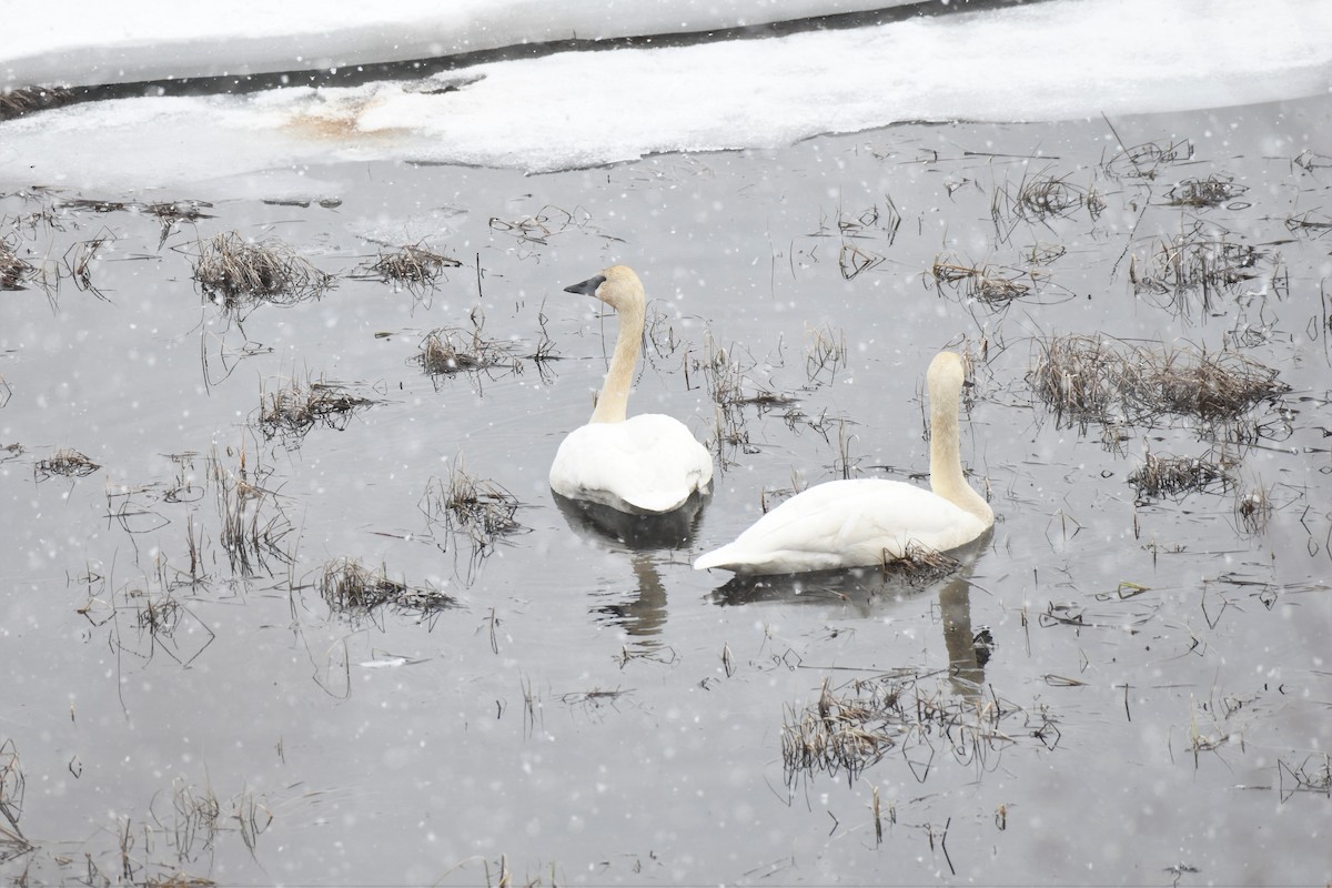 Trumpeter Swan - ML555321851