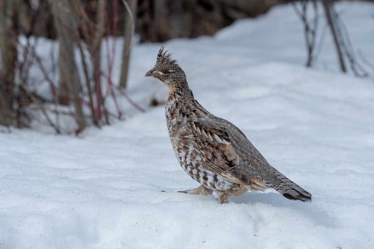 Ruffed Grouse - Shane Clarke