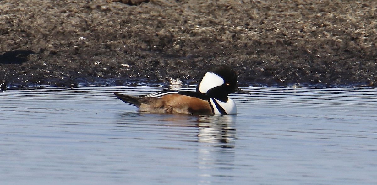 Hooded Merganser - ML555323241