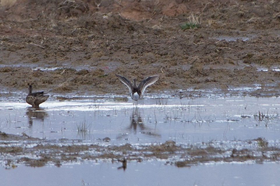 Long-billed Dowitcher - ML555323651