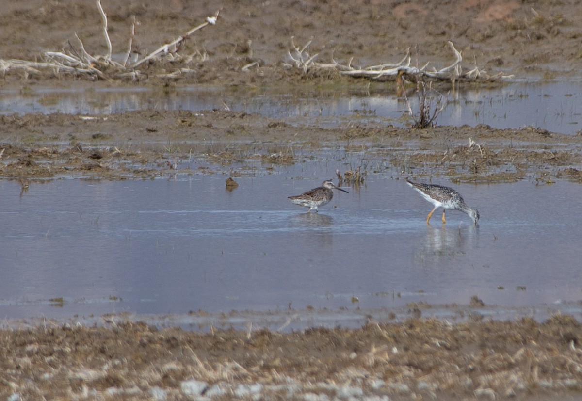 Long-billed Dowitcher - ML555323661