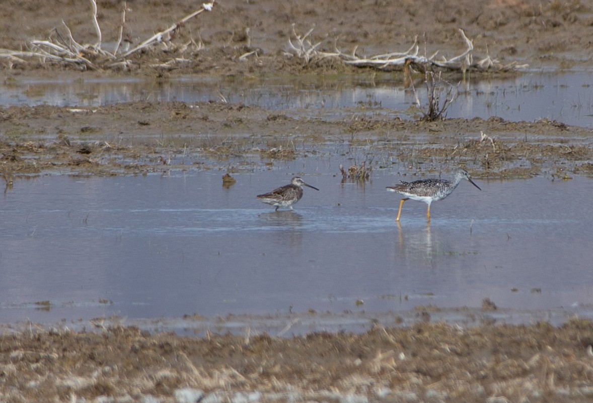 Long-billed Dowitcher - ML555323671
