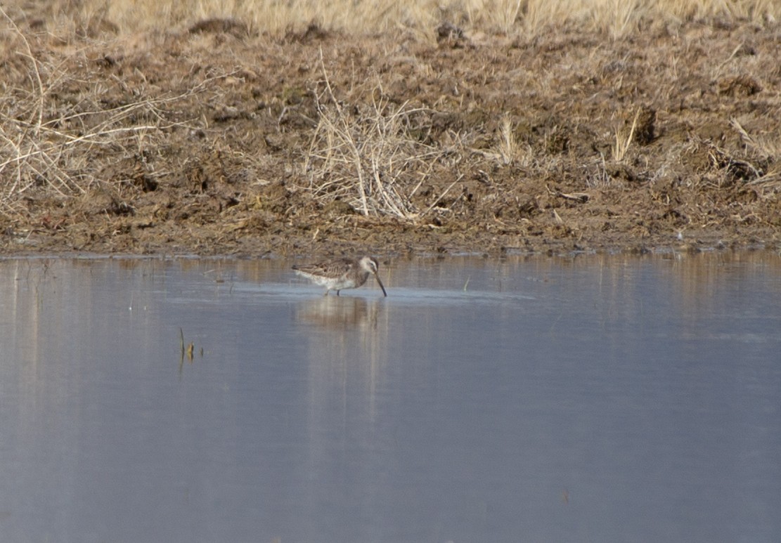 Long-billed Dowitcher - ML555323681