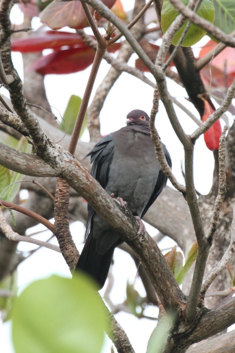 Pigeon à cou rouge - ML555324471