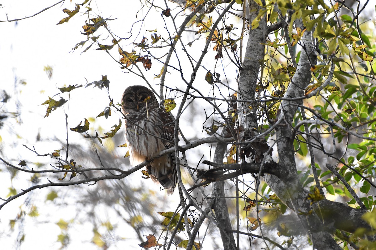 Barred Owl - ML555324551