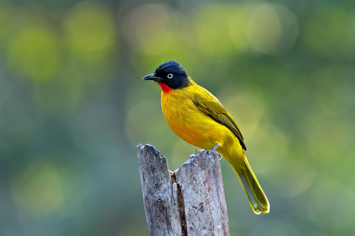 Flame-throated Bulbul - ML555324591