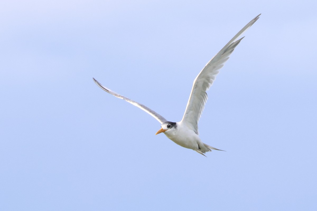 Great Crested Tern - ML555325251