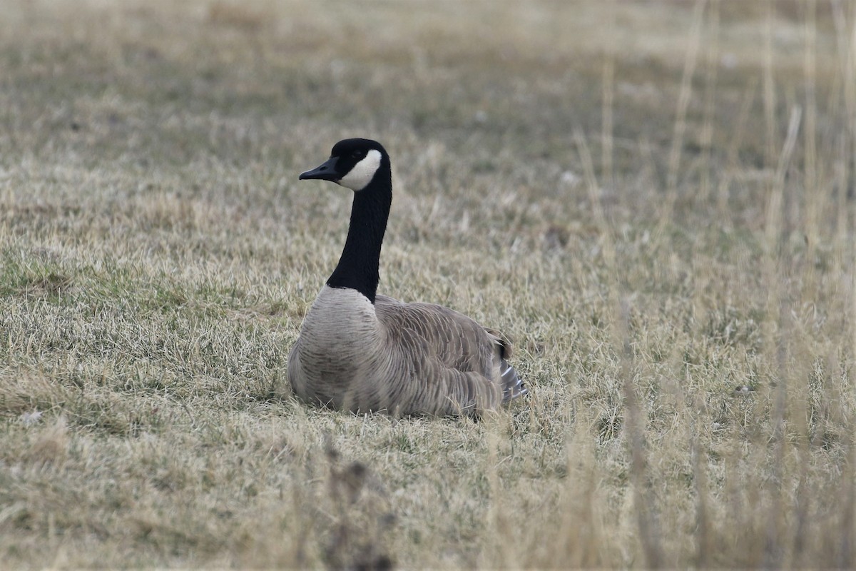 Canada Goose - ML555325511