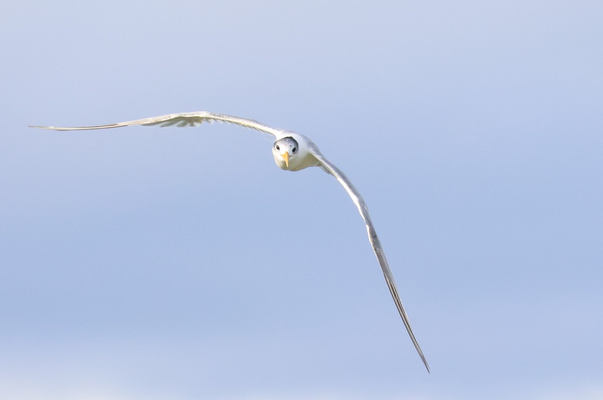 Great Crested Tern - ML555325891