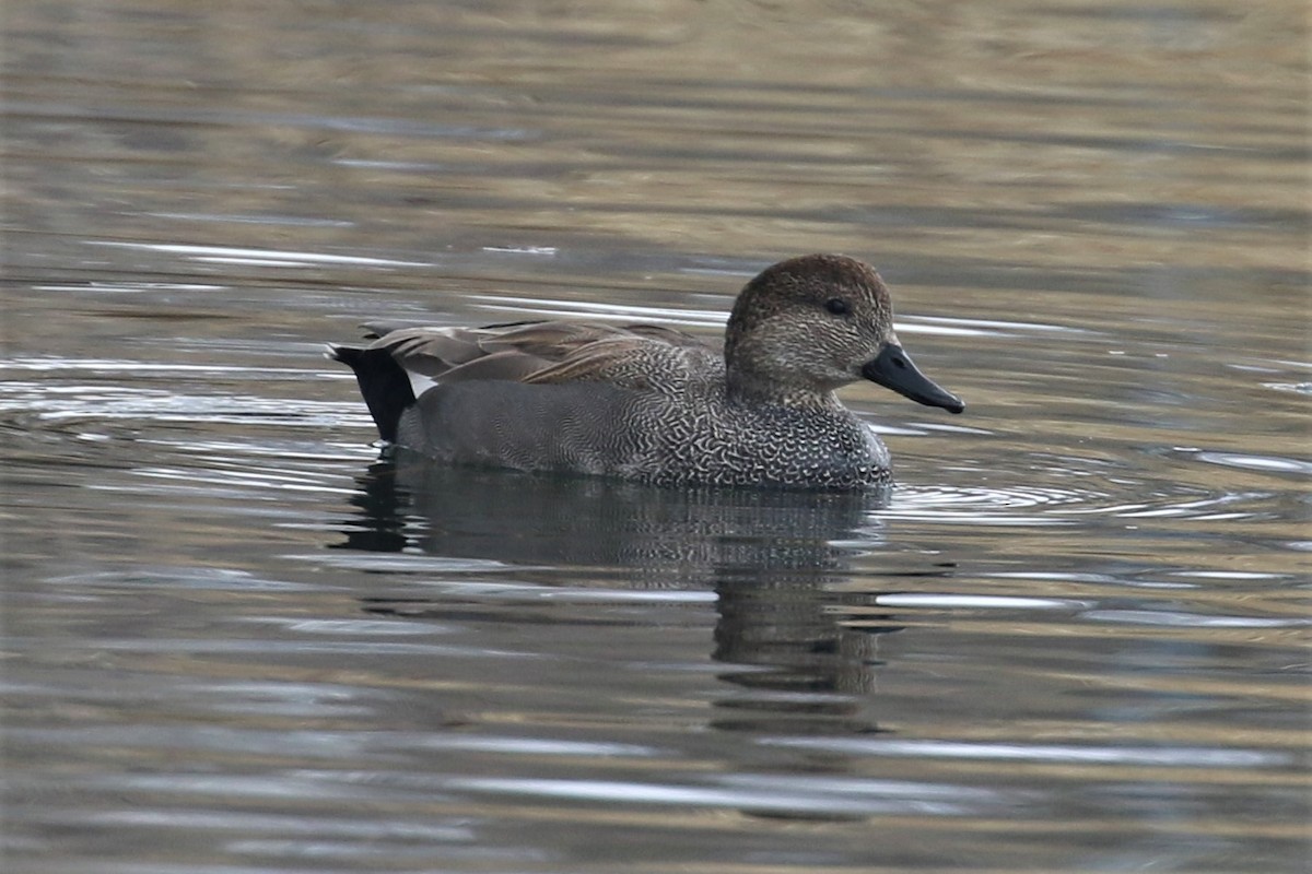 Gadwall - ML555326141