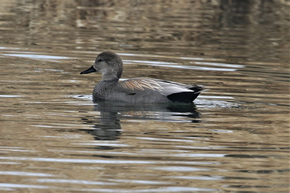 Canard chipeau - ML555326181