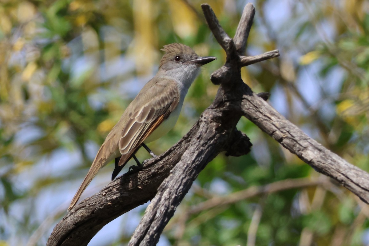 Brown-crested Flycatcher - ML555326431