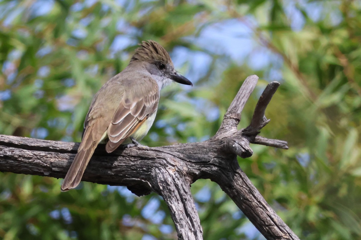 Brown-crested Flycatcher - Stephen Chan