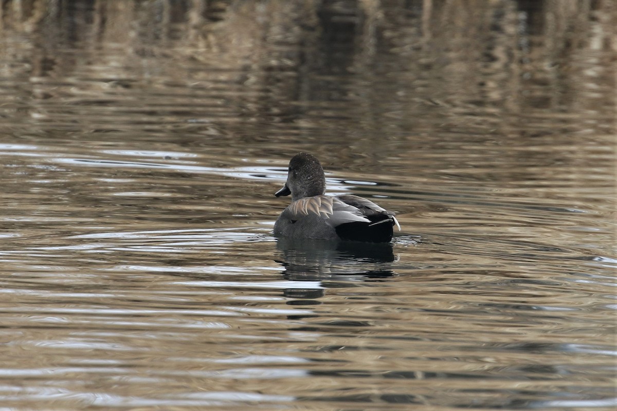 Gadwall - ML555326911