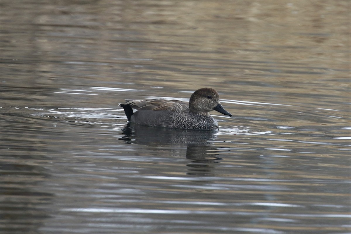 Gadwall - ML555326981