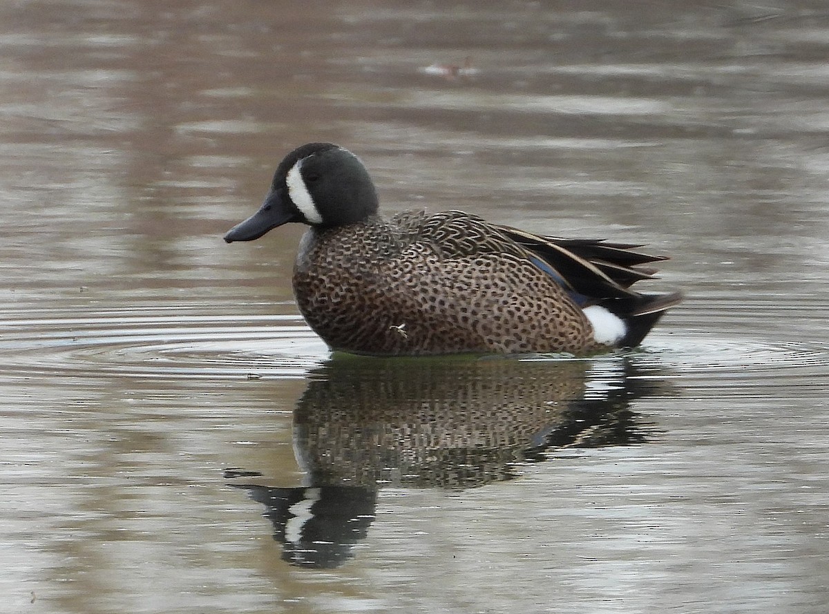 Blue-winged Teal - ML555327891