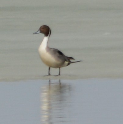 Northern Pintail - ML555331621