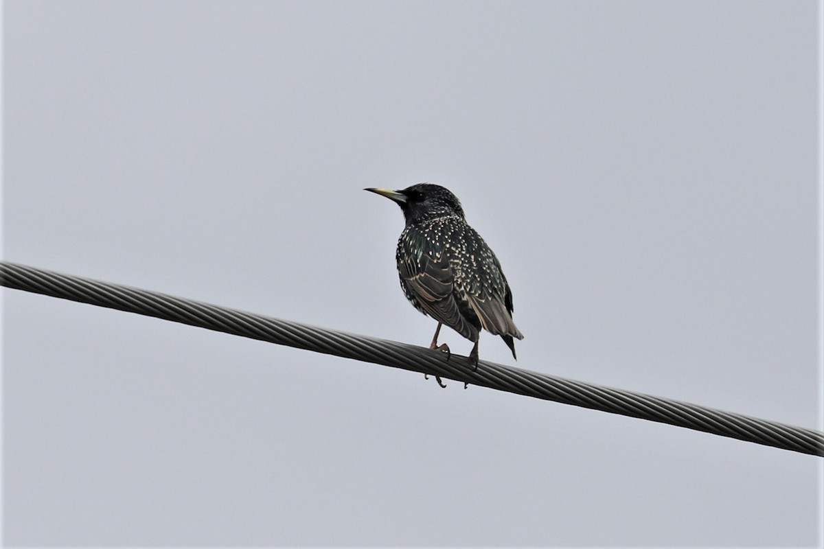 European Starling - ML555331721