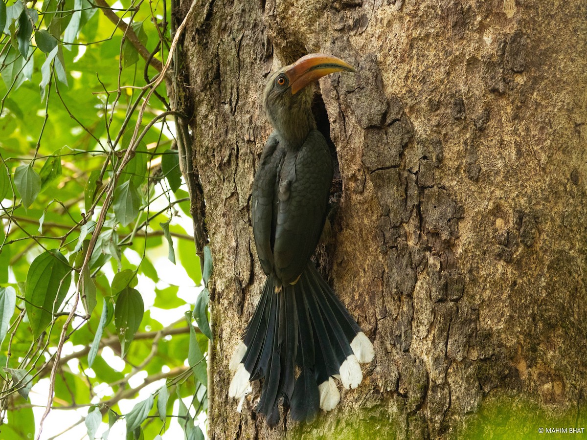 Malabar Gray Hornbill - ML555333131