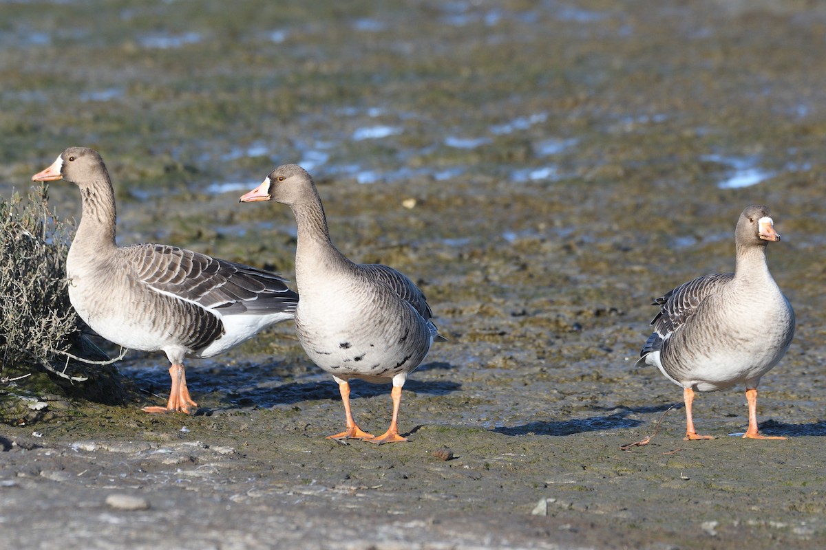 Greater White-fronted Goose - ML555333241