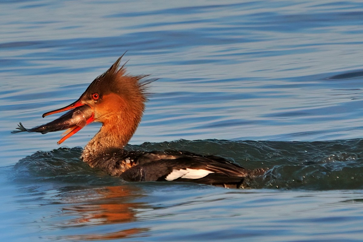 Red-breasted Merganser - ML555334361