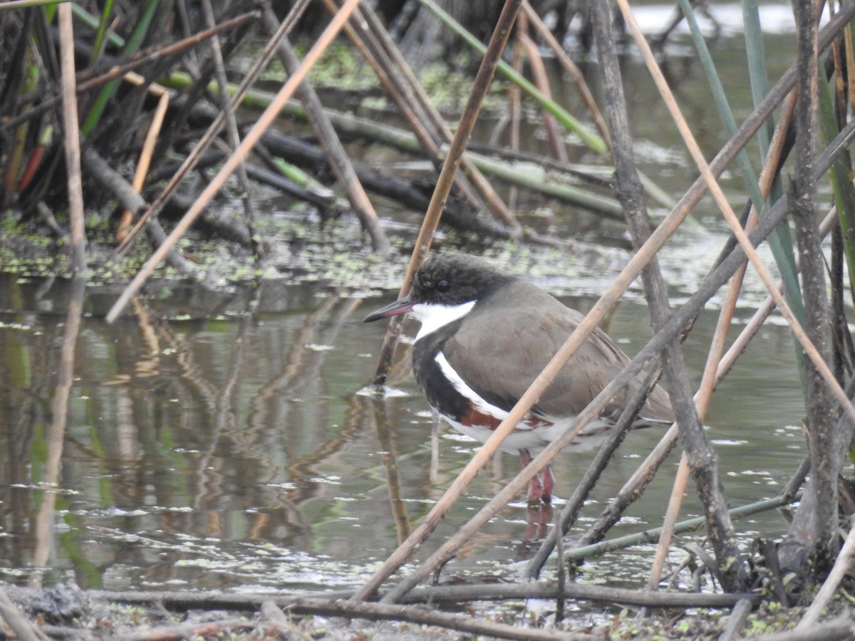 Red-kneed Dotterel - ML555334371