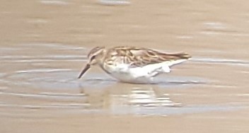 Least Sandpiper - ML555334451
