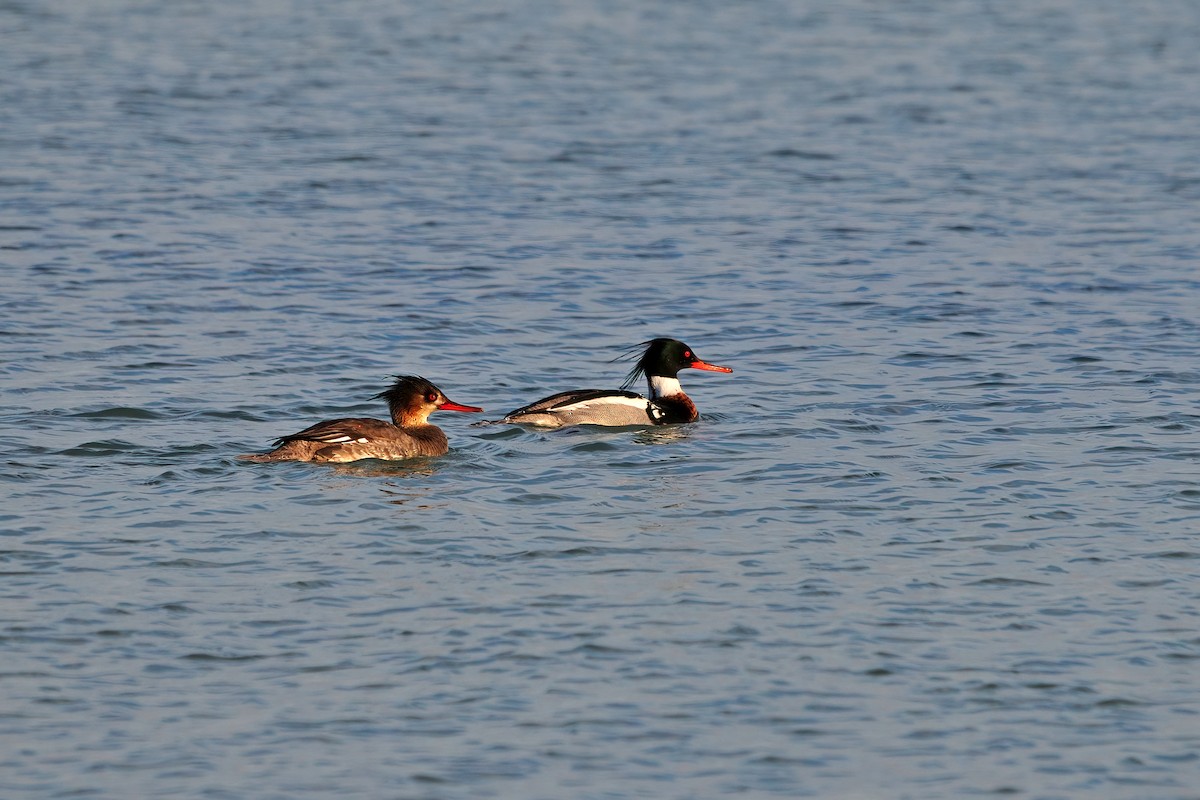 Red-breasted Merganser - ML555334481