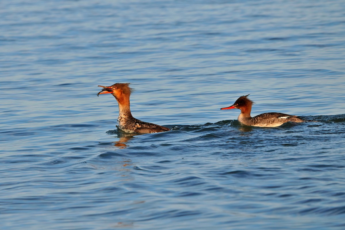 Red-breasted Merganser - ML555334621