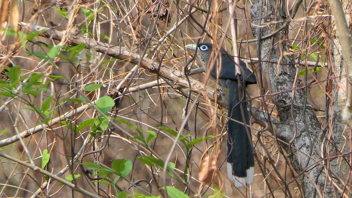 Blue-faced Malkoha - ML555335101